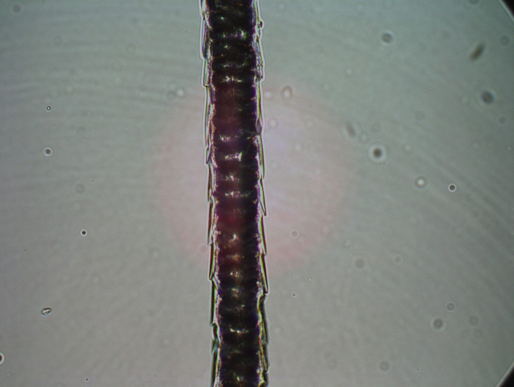 The shaft of the hair is mostly solid and the outside has small blades on it